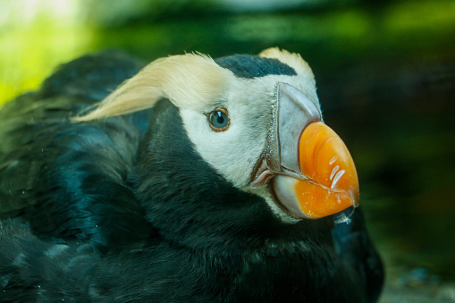 A tufted puffin in an aquarium poses for a portrait