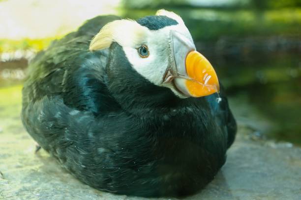 A tufted puffin in an aquarium poses for a portrait