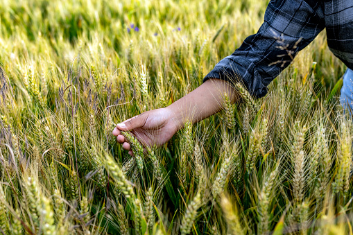 Woman touching green heads of wheat while walking through field