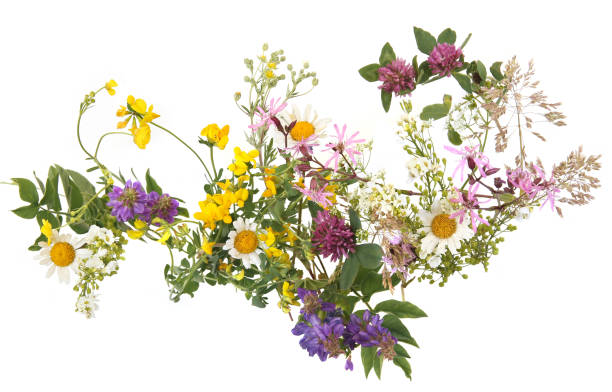 istock Flowering wild grass and herbs isolated on white background. 1500360806