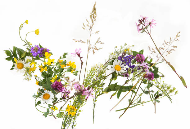 istock Flowering wild grass and herbs isolated on white background. 1500360819