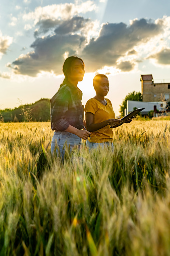 Two young female agronomists or farmers inspecting wheat fields before the harvest