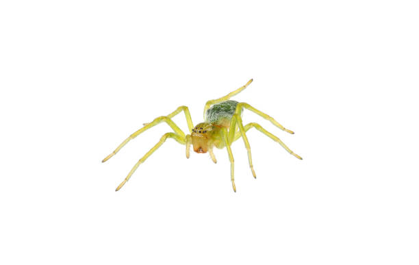 istock Green cribellate spider isolated on white background, Nigma walckenaeri 1500361638