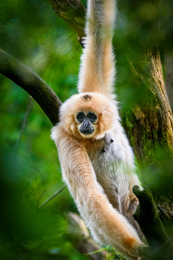 Close-up of a female yellow-cheeked gibbon, also known as golden-cheeked gibbon, or yellow-cheeked crested gibbon, against heavily blurred treetops. This gibbon species is native to Vietnam, Laos and Cambodia. It is listed as endangered species on IUCN List.
