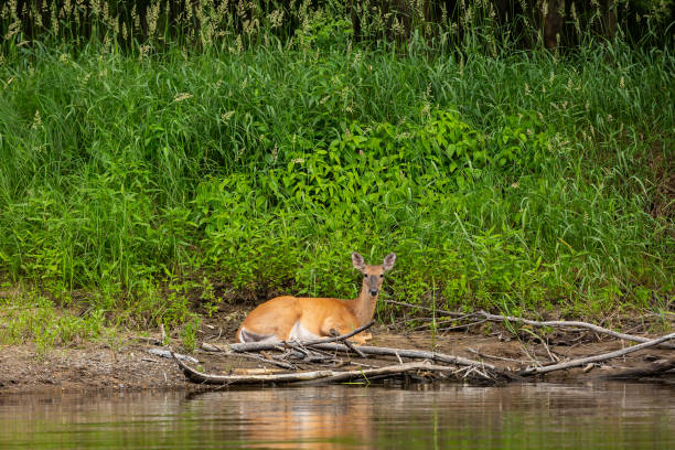 Young white-tailed deer laying on the bank of the Rum River on a summer day.
