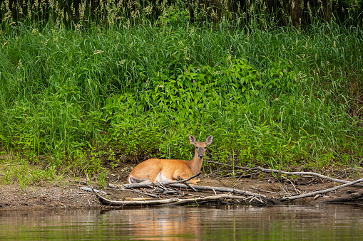 Young white-tailed deer laying on the bank of the Rum River on a summer day.