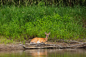 White-Tailed Deer Relaxing on Riverbank