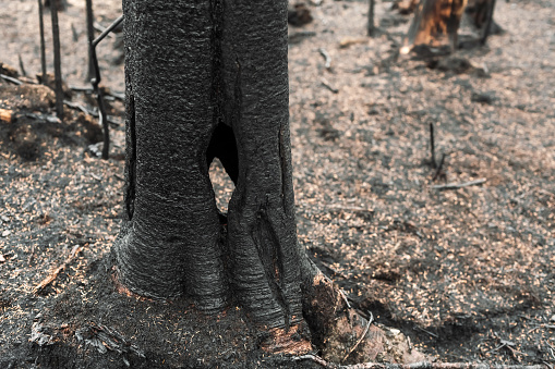 A charred landscape after a wildfire.