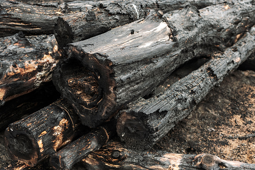 Burnt logs are stacked on the side of a woods road.
