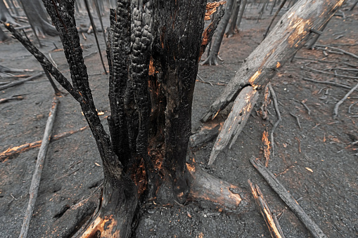 A charred landscape after a wildfire.