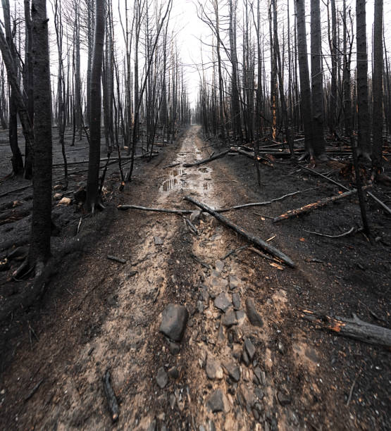 번트 포레스트(burnt forest)의 트레일 - emergency lane 뉴스 사진 이미지