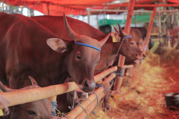 istock Balinese cows in the stable. 1500368995