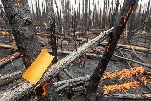 Bark peels from a tree after a wildfire.