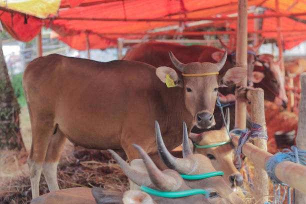 istock Balinese cows in the stable. 1500369139