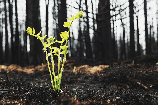 Small ferns begin to grow after a wildfire.