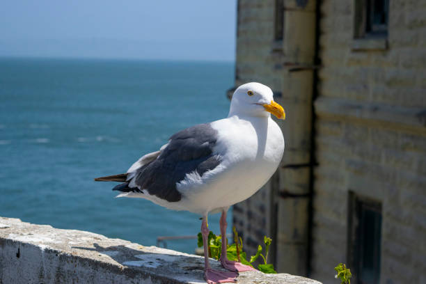 istock A seagull perched on a post in a ruined building on Alcatraz Island. 1500371323