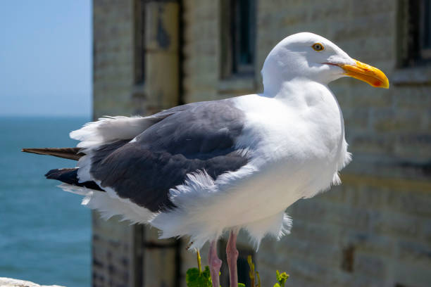 istock A seagull perched on a post in a ruined building on Alcatraz Island. 1500371329