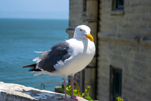 istock A seagull perched on a post in a ruined building on Alcatraz Island. 1500371333