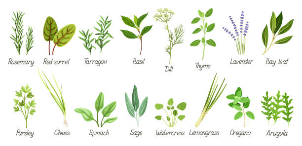 ilustraciones, imágenes clip art, dibujos animados e iconos de stock de conjunto con hierbas - tarragon herb spice freshness