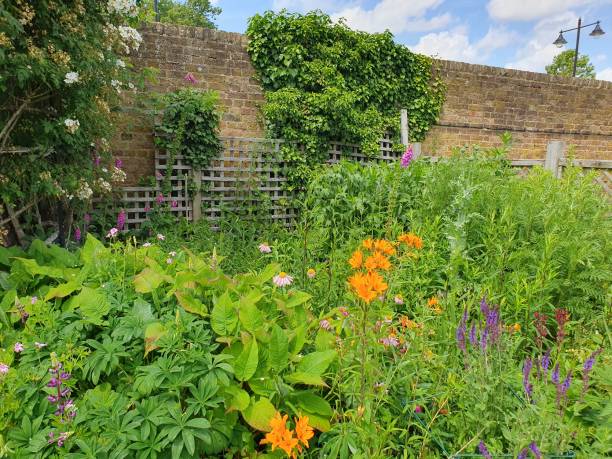 istock A garden with plants and various coloured flowers 1500371898