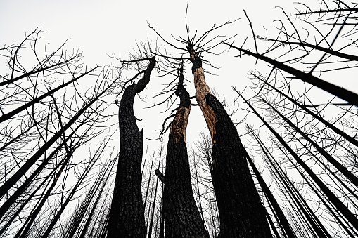 Looking up at trees barren of life after a wildfire.