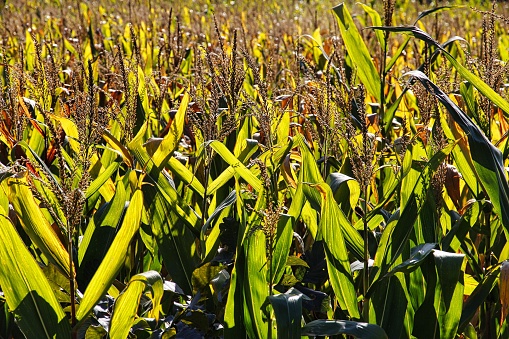 A lush corn field illuminated in the warm autumn sunlight, with vibrant green leaves in the middle of the day