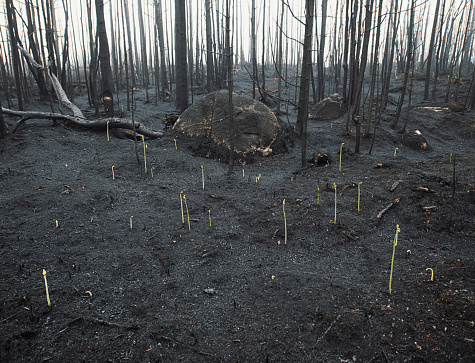 Small ferns begin to grow after a wildfire.