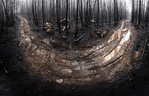 A 180 degree panorama of a narrow trail through a woodland ravaged by a wildfire.