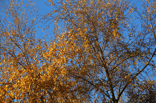 tree at autumn season in germany