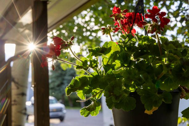 It hangs on the front porch of a home in morning light
