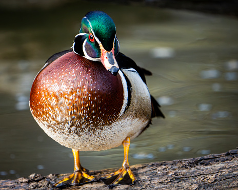 Colorful Wood Duck resting by a river a public park