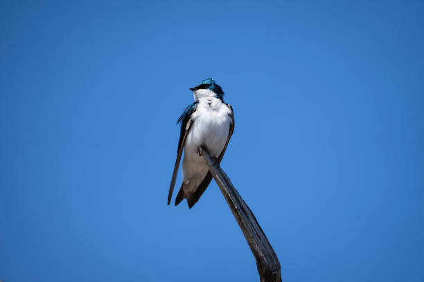 Close up of a white throated swallow sitting on a tree log.