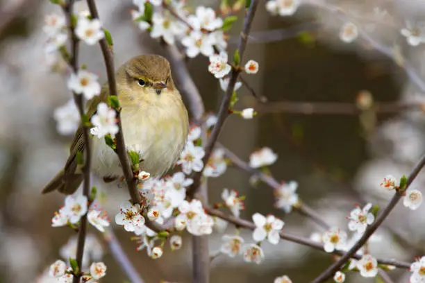 Chiffchaff among the spring blossoms