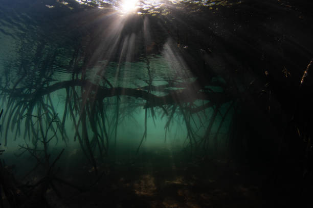 istock Dark Mangrove and Beams of Sunlight 1500378021