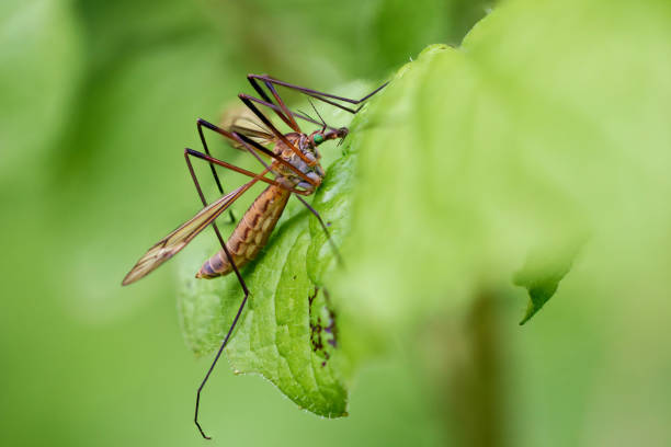 A delicate flying insect perches on the tip of a thin grass blade, with a perfectly round dew drop beside it. The soft, out-of-focus green background enhances the minimalist feel, making this image ideal for themes of fragility, balance, and nature’s microcosm.