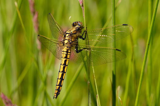 Yellow dragonfly on a grass stam