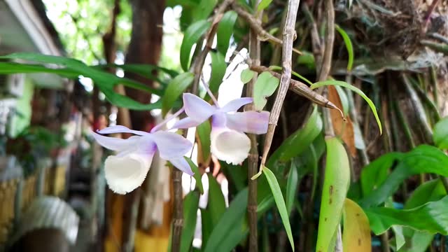 Video of the blooming Dendrobium aphyllum in close-up is sticking on the surface of a tree trunk. Fresh, peaceful, eye level view.