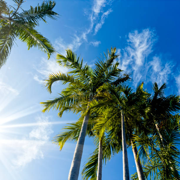 высокие кокосовые пальмы над солнечным голубым небом - travel destinations vacations exoticism beauty in nature стоковые фото и изображения