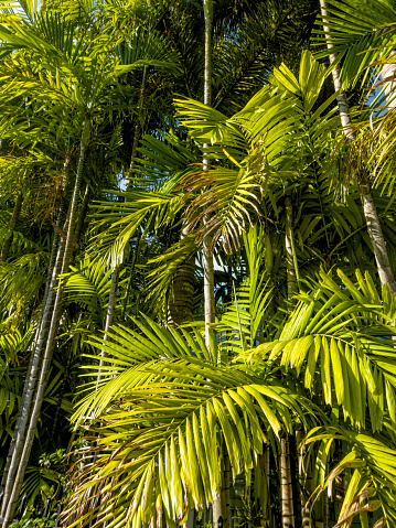 Tropical plant fan palm