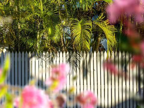 Close up residential garden in Key West, Florida