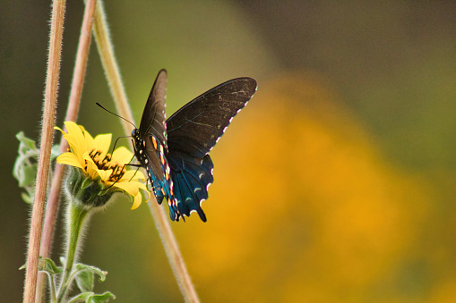 A Butterfly on a yellow flower (Papilio machaon)
