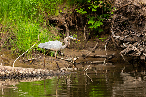 Great blue heron walking along the bank of the Rum River on a summer day in Minnesota, USA.