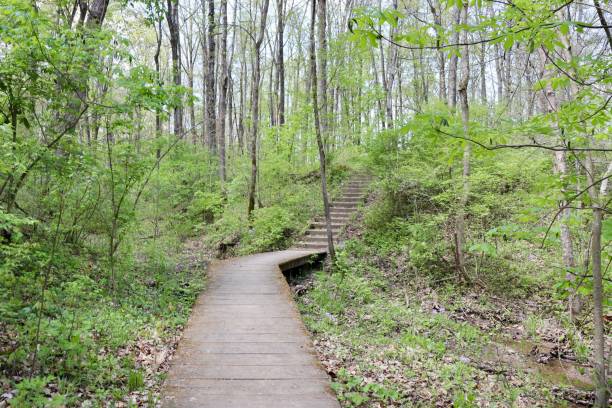 istock Wood Boardwalk Stairs 1500385644