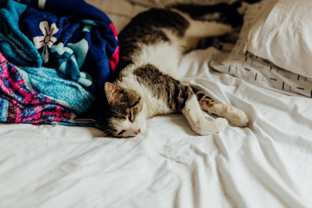 istock Cat sleeping in a messy bed with its eyes closed 1500387781