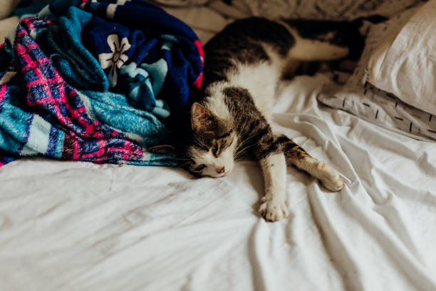 istock Cat caught sleeping in a messy bed with its eyes closed 1500387785