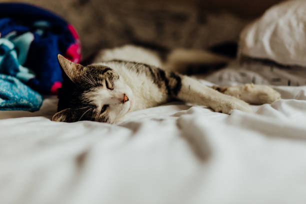istock Cat sleeping in a messy bed near the pillows 1500387786