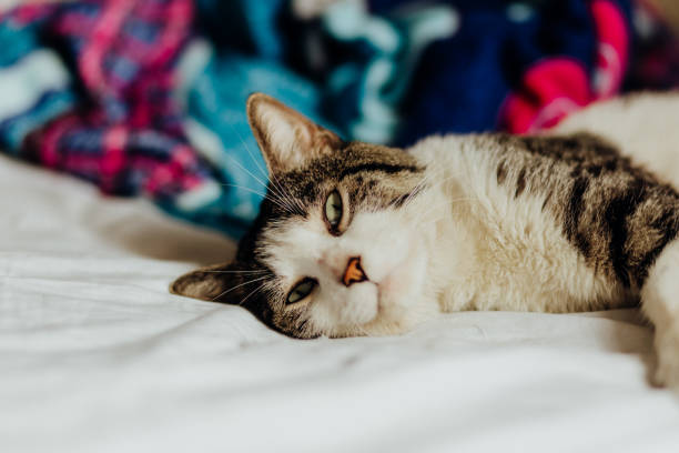 istock Cat caught laying in a messy bed trying to sleep 1500387794