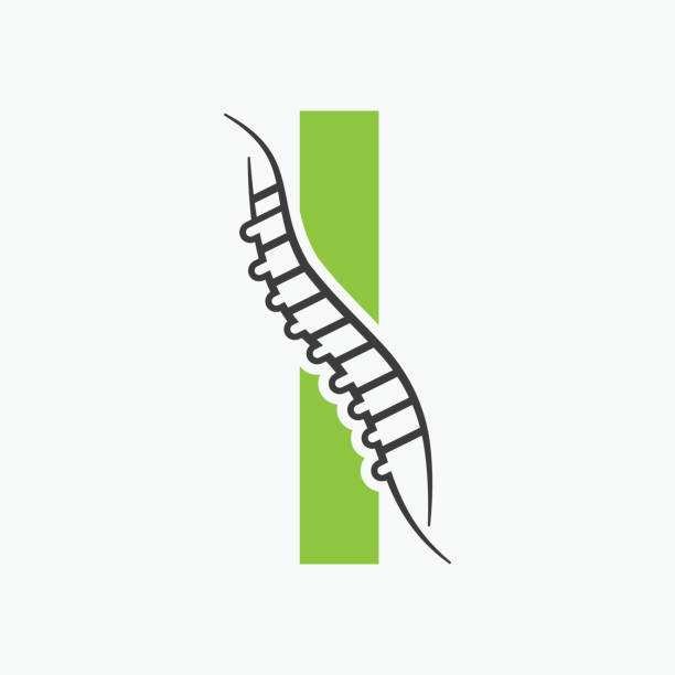 ilustrações de stock, clip art, desenhos animados e ícones de letter i orthopedic health bone logo design with back bone icon. bone health logo sign - human spine chiropractic adjustment backache human bone