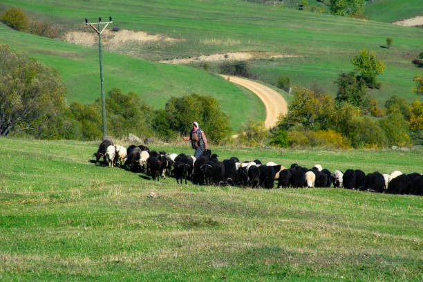 Female Shepherd and flock of sheep in the plateau Artvin, Turkey, Photo taken on 15th October 2019: Female Shepherd and flock of sheep in the plateau shepherd sheep lamb bible stock pictures, royalty-free photos & images