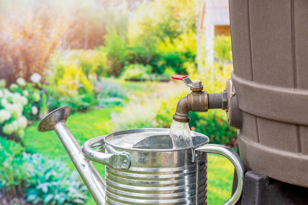 Filling watering can with water from rain barrel. Water conservation, gardening and rainwater collection. background, closeup, no people watering pail stock pictures, royalty-free photos & images